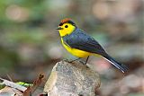 Collared Redstart