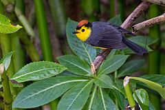 Collared Redstart