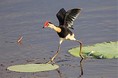 Comb-crested Jacana