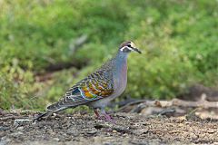 Common Bronzewing