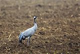 Common Crane