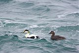 Common Eider