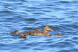 Common Eider