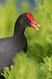 Common Gallinule