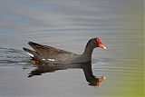 Common Gallinule