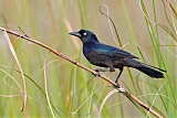 Common Grackleborder=