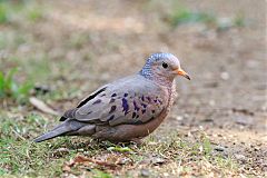 Common Ground Dove