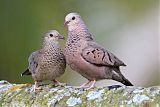 Common Ground Dove