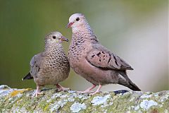 Common Ground Dove