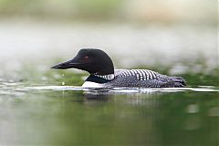 Common Loon