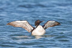 Common Loon