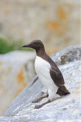 Common Murre