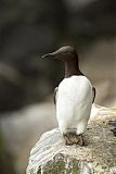 Common Murre