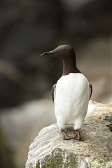 Common Murre