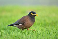 Common Myna