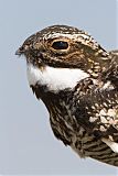 Common Nighthawk