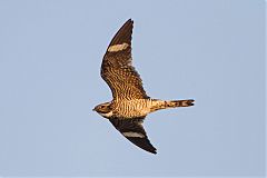 Common Nighthawk