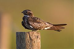 Common Nighthawk