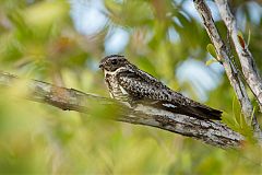 Common Nighthawk