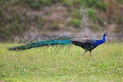 Indian Peafowl