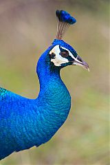 Indian Peafowl