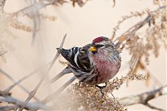 Common Redpoll