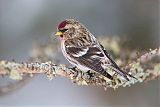 Common Redpoll