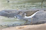 Common Sandpiper