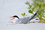 Common Tern