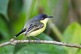 Common Tody-Flycatcherborder=