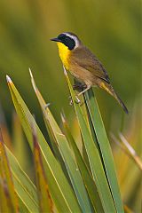 Common Yellowthroat