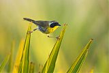 Common Yellowthroat