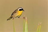 Common Yellowthroatborder=