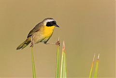 Common Yellowthroat