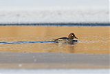 Common Goldeneye