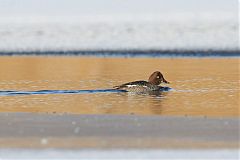 Common Goldeneye