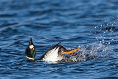 Common Goldeneye