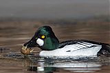 Common Goldeneye