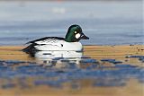 Common Goldeneye