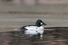 Common Goldeneye