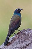 Common Grackle