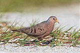 Common Ground Dove