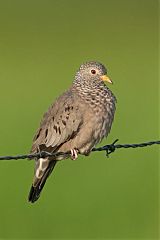 Common Ground Dove