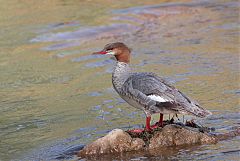 Common Merganser