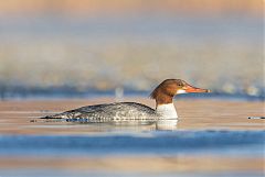 Common Merganser