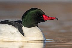 Common Merganser