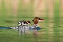 Common Merganser