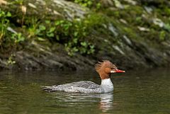 Common Merganser