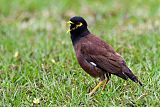 Common Myna