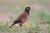 Common Myna